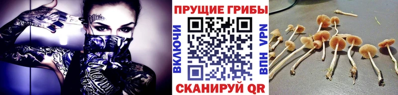 Купить  Белёв  Галлюциногенные грибы мицелий 